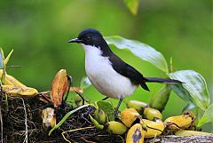 Black-backed Sibia